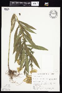 Solidago altissima gilvocanescens image