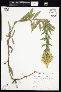 Solidago altissima gilvocanescens image