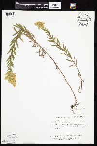 Solidago altissima gilvocanescens image