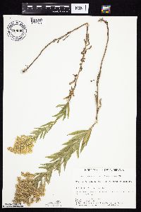 Solidago altissima gilvocanescens image
