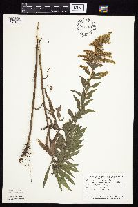 Solidago altissima gilvocanescens image