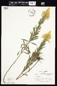 Solidago altissima gilvocanescens image