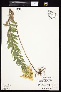 Solidago altissima gilvocanescens image