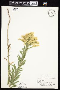 Solidago altissima gilvocanescens image