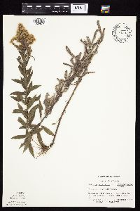 Solidago altissima gilvocanescens image