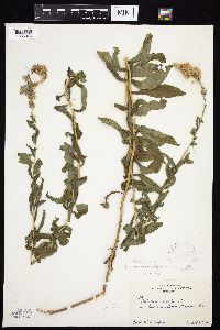 Solidago altissima gilvocanescens image