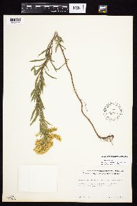 Solidago altissima gilvocanescens image