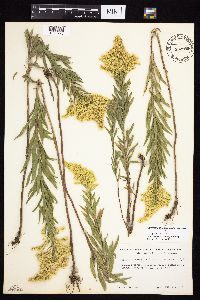 Solidago altissima gilvocanescens image
