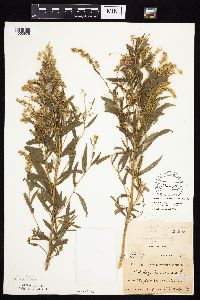 Solidago altissima gilvocanescens image