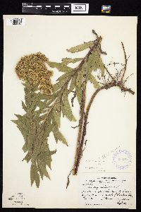 Solidago altissima image