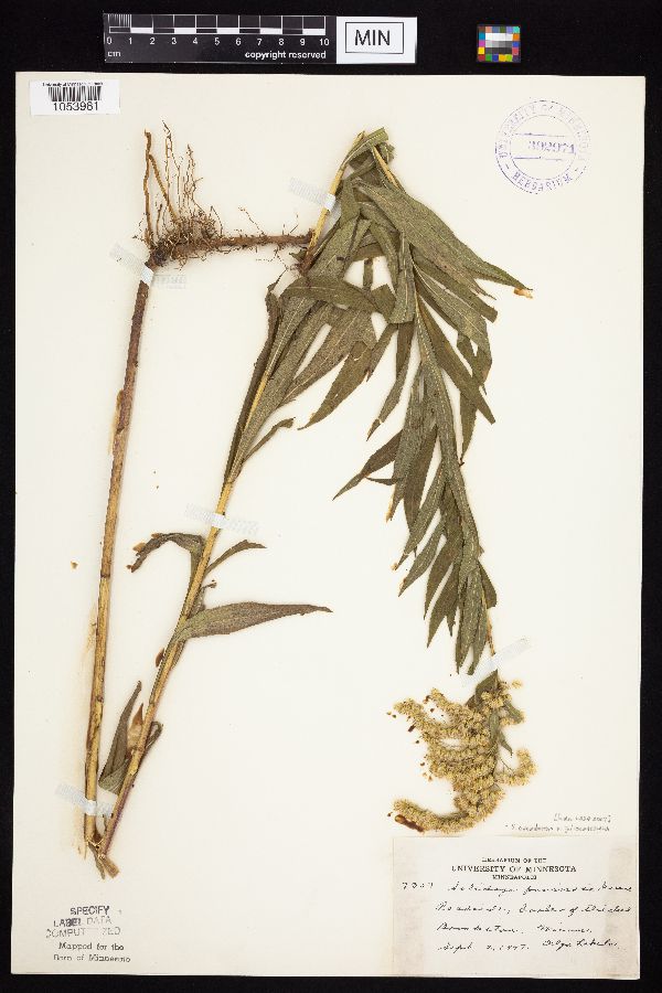 Solidago altissima image