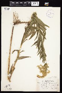 Solidago altissima gilvocanescens image