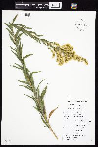 Solidago altissima image