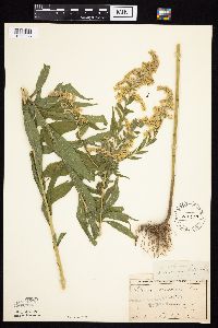 Solidago altissima gilvocanescens image