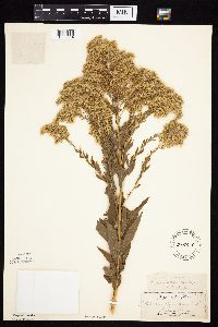 Solidago altissima gilvocanescens image