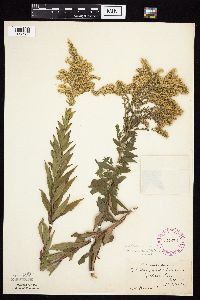 Solidago altissima gilvocanescens image