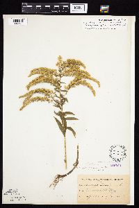 Solidago altissima gilvocanescens image