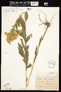 Solidago altissima gilvocanescens image