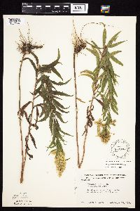 Solidago canadensis var. canadensis image