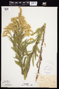 Solidago canadensis var. canadensis image