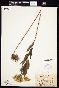 Solidago canadensis var. canadensis image