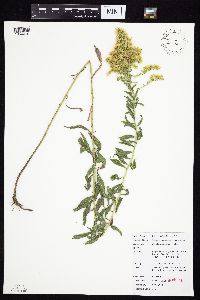 Solidago canadensis var. canadensis image