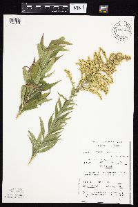 Solidago canadensis var. canadensis image