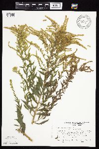 Media resource of Solidago canadensis