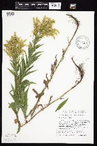 Solidago canadensis var. canadensis image