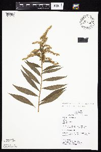 Solidago canadensis var. canadensis image