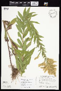 Solidago canadensis var. hargeri image