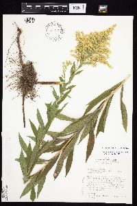 Solidago canadensis var. hargeri image