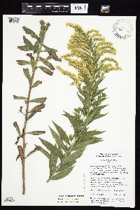 Solidago canadensis var. hargeri image