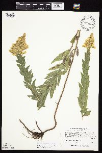 Solidago canadensis var. hargeri image