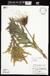 Solidago canadensis var. hargeri image