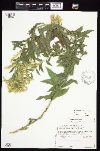 Solidago canadensis var. hargeri image
