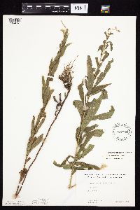 Solidago canadensis var. hargeri image