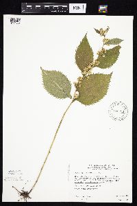 Solidago flexicaulis image