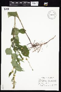 Solidago flexicaulis image