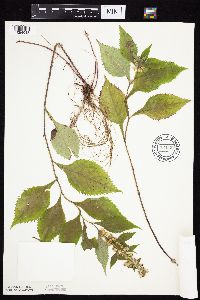 Solidago flexicaulis image