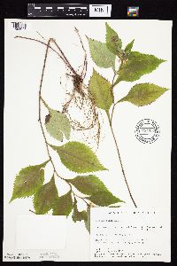 Solidago flexicaulis image