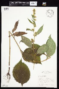 Solidago flexicaulis image