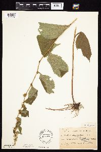 Solidago flexicaulis image