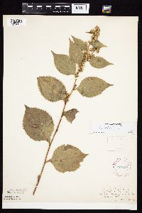 Solidago flexicaulis image