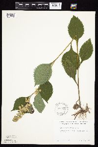 Solidago flexicaulis image