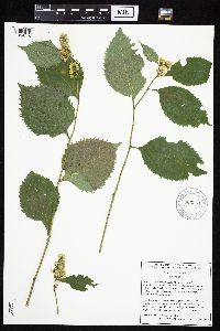 Solidago flexicaulis image
