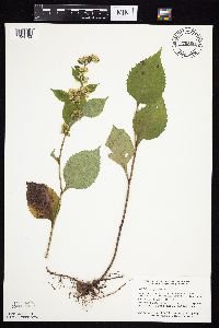 Solidago flexicaulis image