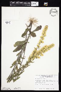 Media resource of Solidago hispida