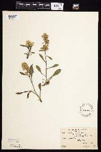 Solidago hispida image