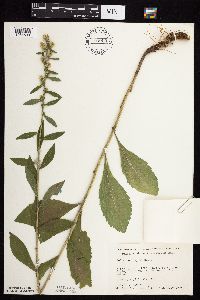 Solidago hispida image
